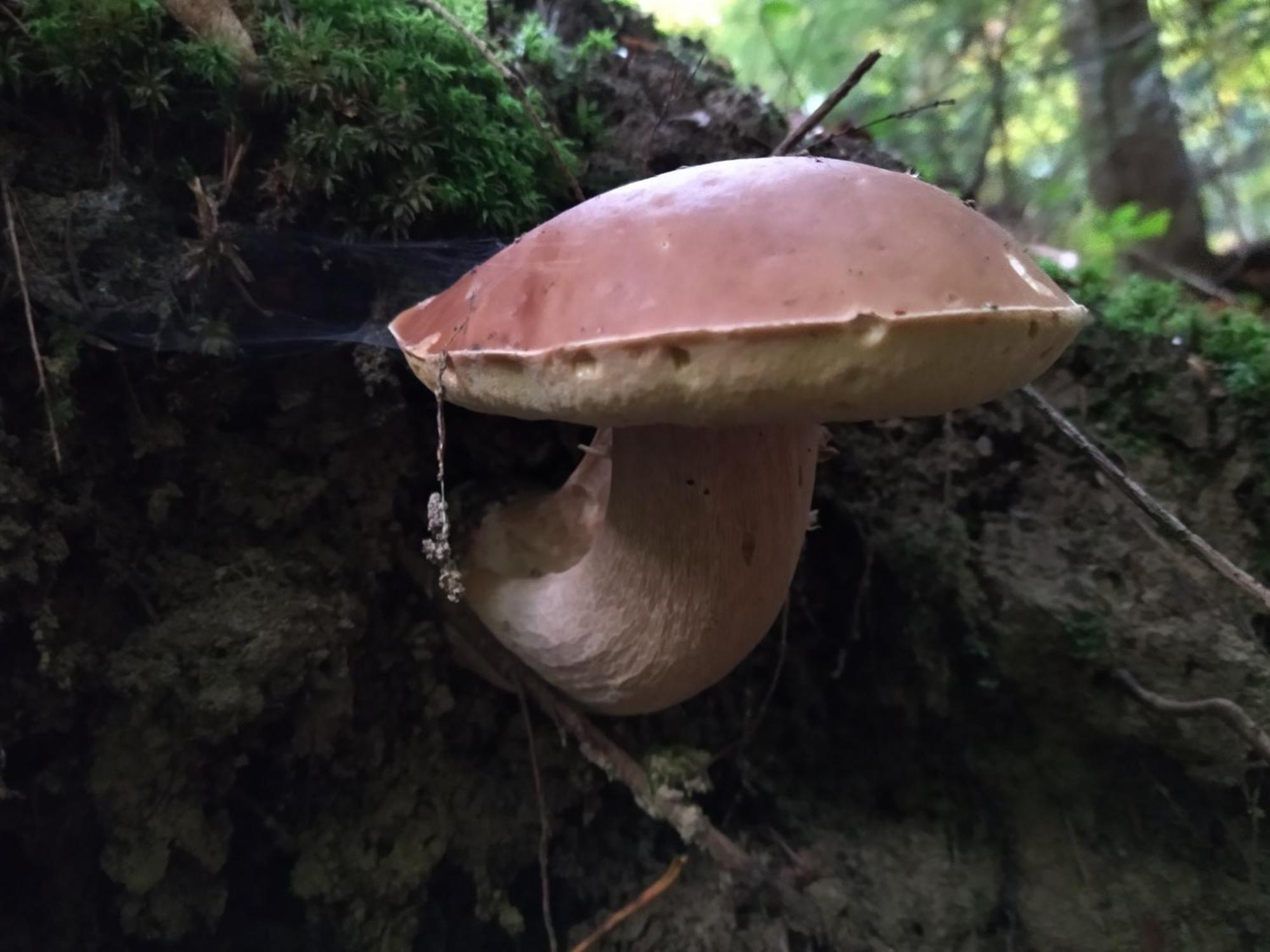 Orlik - Pokoje Goscinne Uscie Gorlickie Bagian luar foto