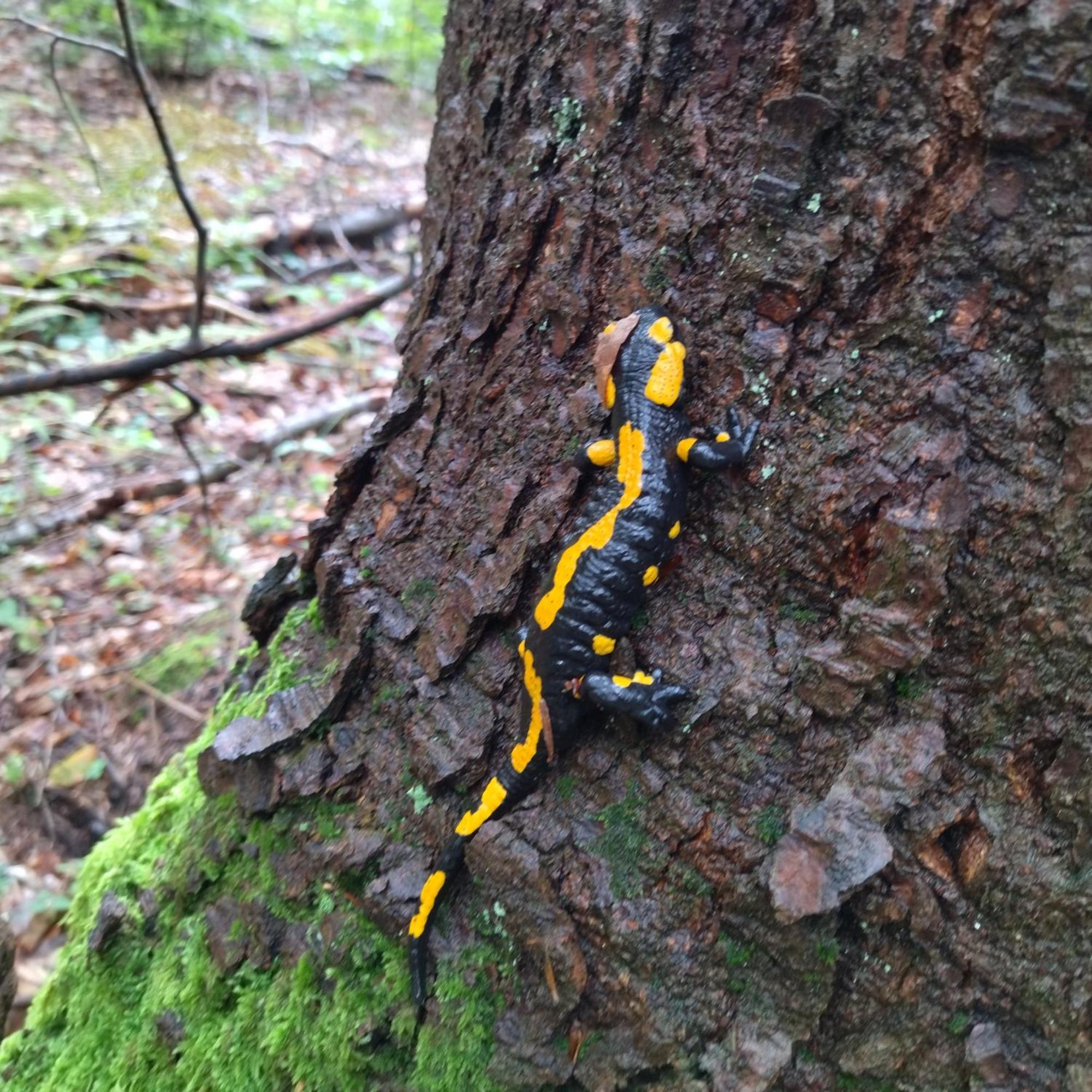 Orlik - Pokoje Goscinne Uscie Gorlickie Bagian luar foto